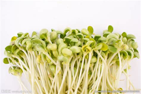 豌豆芽苗菜种植方法-农百科