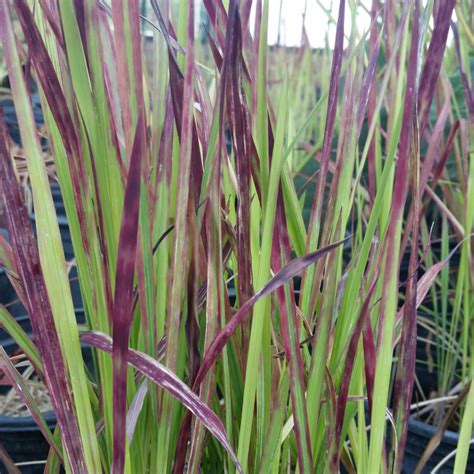 Imperata cylindrica 'Red Baron' - Japanese Blood Grass - Mid Valley Trees