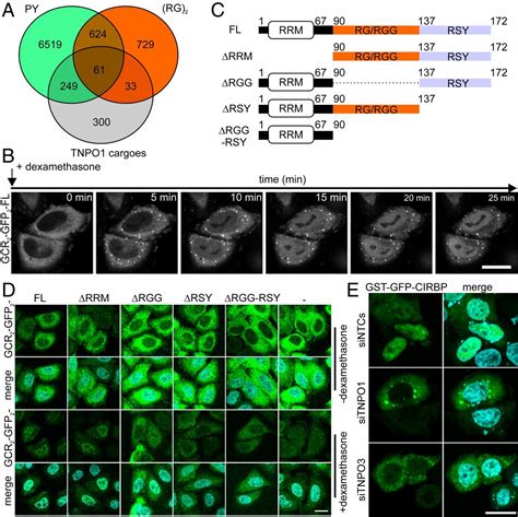 Nonclassical nuclear localization signals mediate nuclear import of ...
