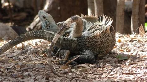 Image result for Copulation in Animals