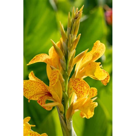 Canna Bulb Indica Picasso Canna Lily 2/3 Eye | SiteOne US
