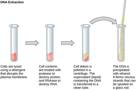 Image result for DNA vs RNA Extraction