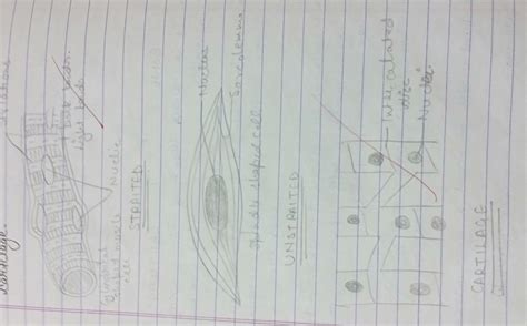 Describe structure and function of Voluntary muscles ,Involuntary ...