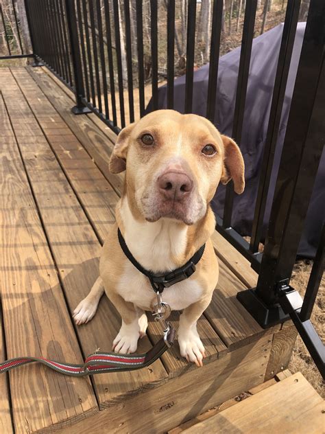 PAWS - Anderson SC - Hours, Directions, Reviews - Loc8NearMe