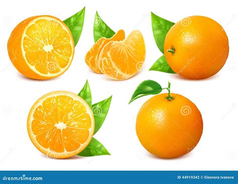 Fresh Ripe Oranges with Leaves. Stock Vector - Illustration of ...