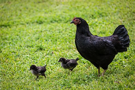 French Black Copper Maran Chickens