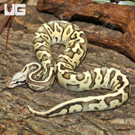 Superfly Ball Python 的图像结果
