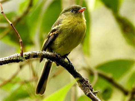 Orange-banded Flycatcher - eBird