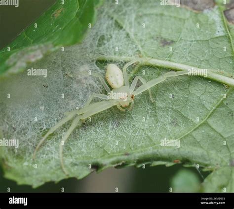 American Green Crab Spider (Misumessus oblongus Stock Photo - Alamy