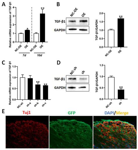 TGF-β1 Improves Nerve Regeneration and Functional Recovery After ...