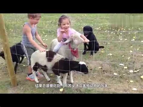 小女孩挑逗小羊，结果小羊生气了，接下来憋住不要笑 - YouTube
