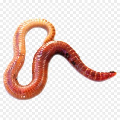 Worms PNG Images HD - Pngsource