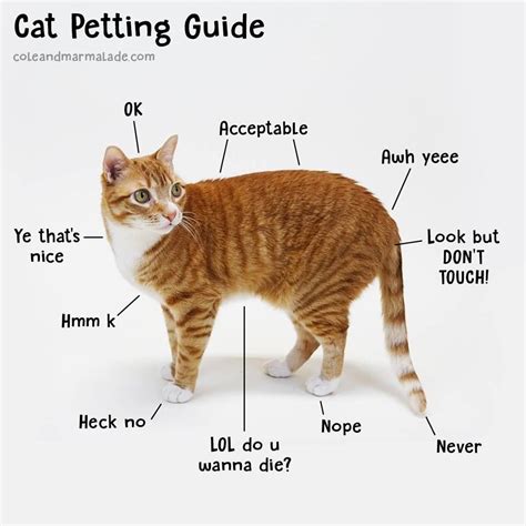 How Do Cats Like To Be Stroked? The Expert Guide To Happy Pets