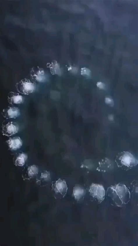 Sound of Fish Underwater 的图像结果