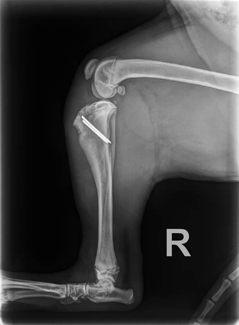 Fracture Repair — Warm Springs Pet Hospital