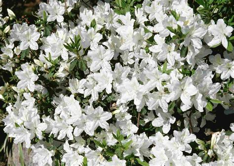 Azalea Flower Maintenance