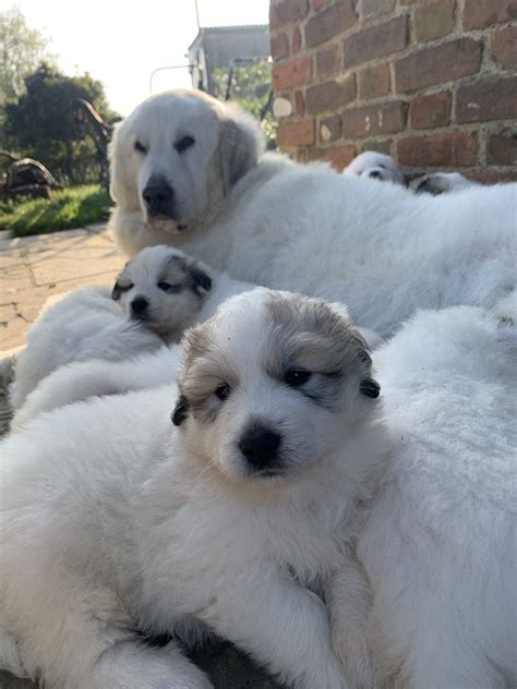 Pyrenean Mountain Dog Puppies
