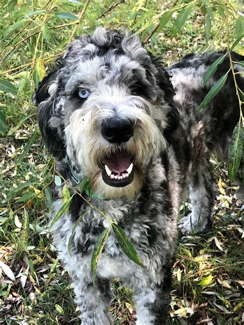 Roast my pet part 4 : r/roastmypet