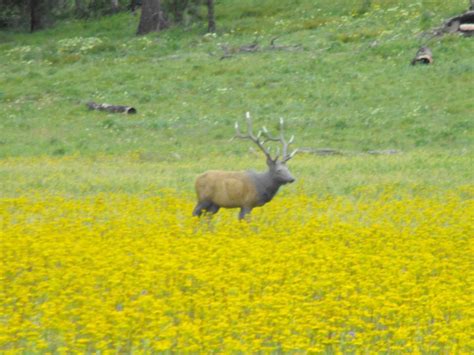 2024 Freeman Creek Shoot 3D marked Yardage, Dworshak State Park, Lenore ...