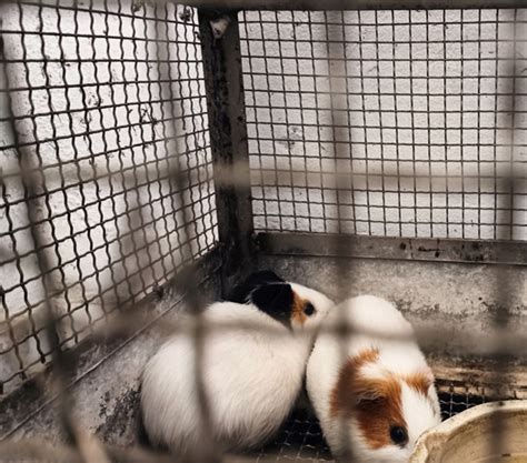 CCSEA approved Animal House - Girijananda Chowdhury University