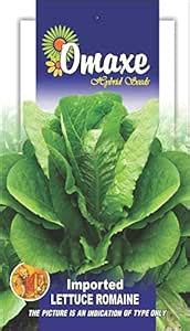 Lettuce Imported Romaine Green Exotic Seeds Kitchen Garden Packet sold ...