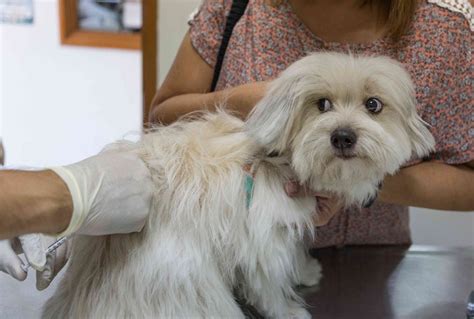 FDA Warns Vets of Serious Complications Linked to Common Dog Arthritis ...