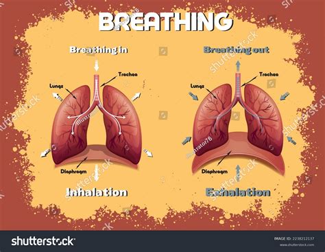 Process Breathing Explained Stock Vector (Royalty Free) 2238212137 | Shutterstock