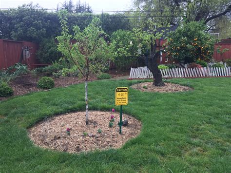 Image result for Drip Irrigation Tree Ring