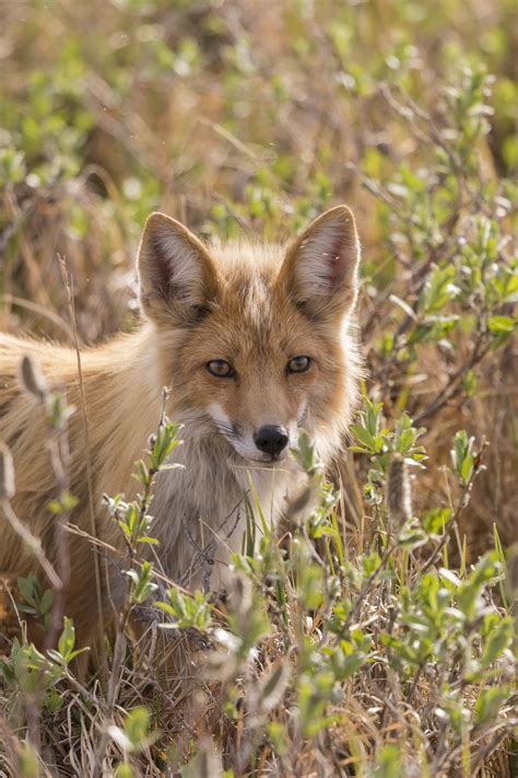 ArcticInSpring OR Denali_Red Fox_Hugh Rose - Cheesemans Ecology Safaris