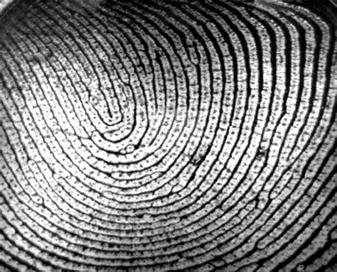 Image result for Fingerprint Science