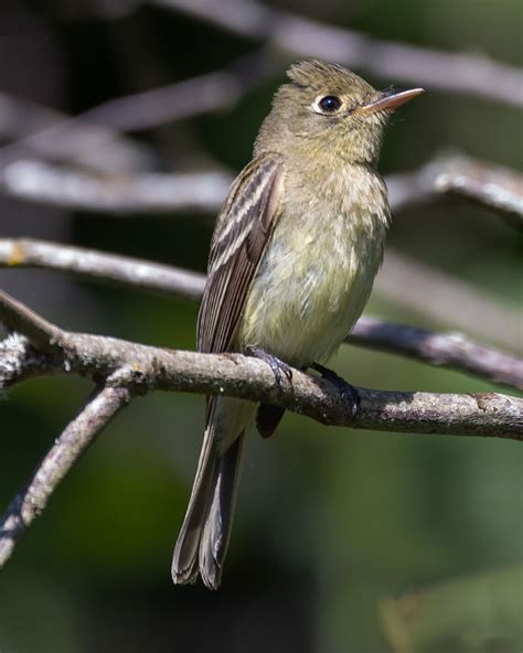 Pacific-Slope Flycatcher