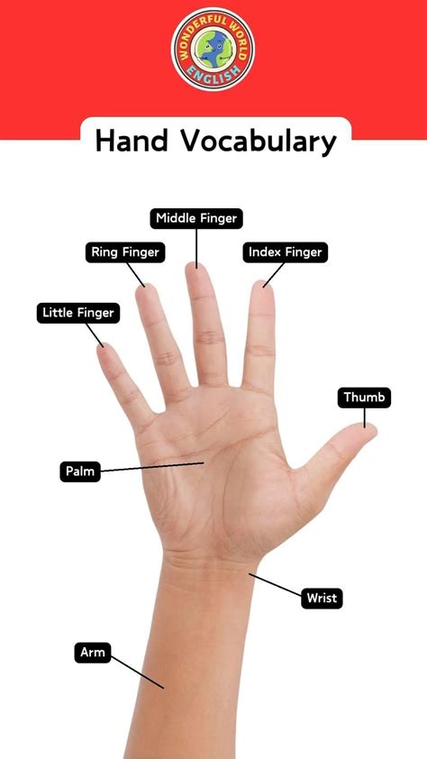 5 Names of Fingers. Vector Poster with Human Hand. Isolated Background ...