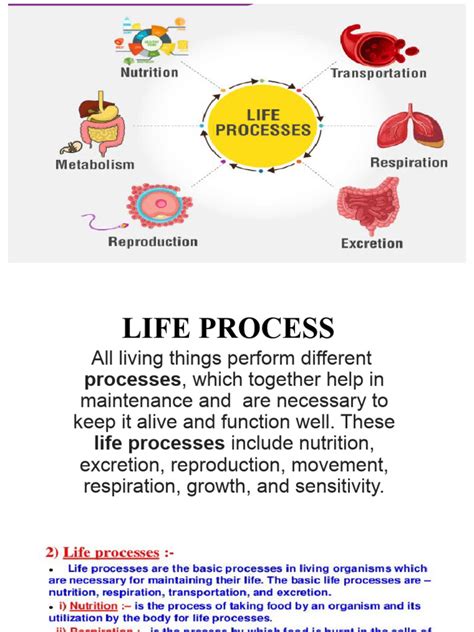 Life Process Explained 的图像结果