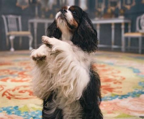 Victoria fans go into serious meltdown following the death of THIS ...