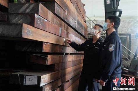 黄埔海关破获案值5.2亿元走私进口木材案 - 焦点新闻 - 城市联合网络电视台