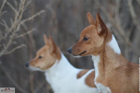 Pin by Margaret-Mary Boisture on Best Hounds | Portuguese podengo ...