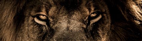 Lion Guide 的图像结果