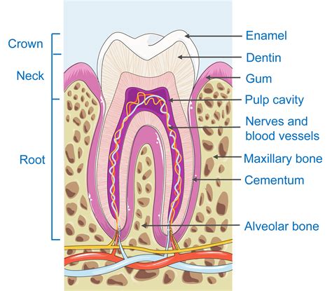 Image result for Tooth Structures