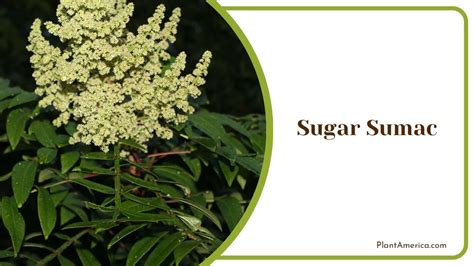 Sumac Tree Identification 的图像结果