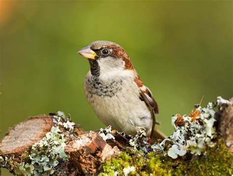 Small Brown Birds and How to Identify Them