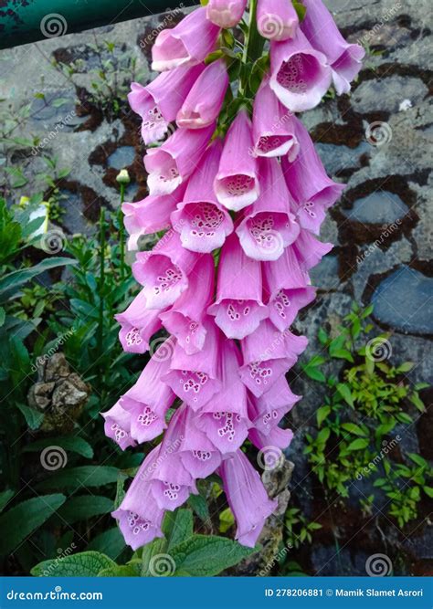 Closeup View of Digitalis Purpurea, the Foxglove or Common Foxglove, a Poisonous Species of ...