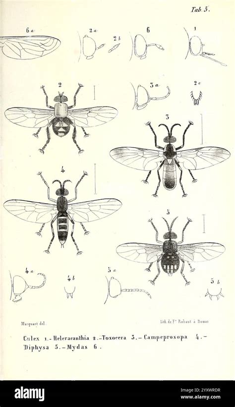 Fly Insect 的图像结果