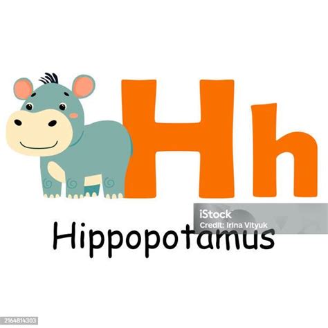 Cute Animal Alphabet For Abc Book H Letter For The Hippopotamus Vector ...