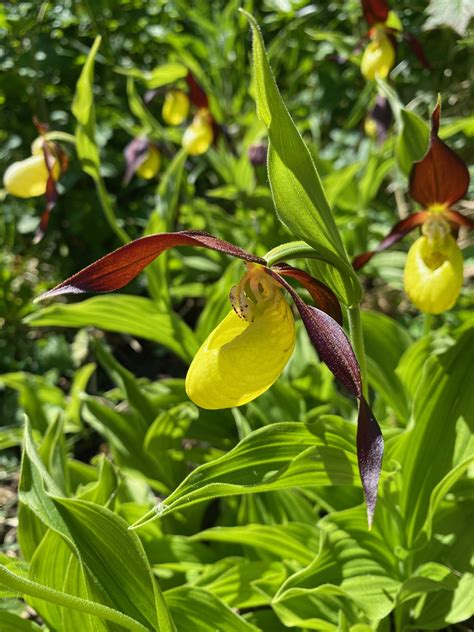 First new wild lady’s-slipper orchid found for 100 years marks ...