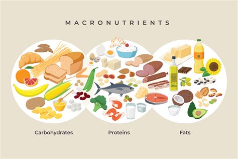 Macronucleus Definition and Examples - Biology Online Dictionary