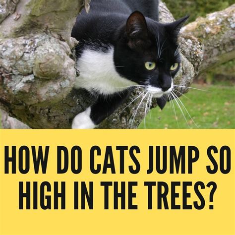 How Do Cats Jump So High in the Trees? - Birman Cats Guide