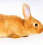 Image result for Spring Bunnies Animals