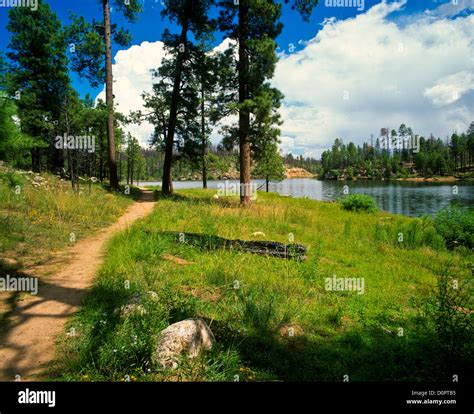 Wildflowers near Black Canyon Lake on the Mogollon Rim. Apache ...