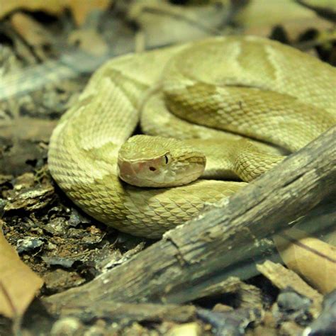 Golden Lancehead Viper