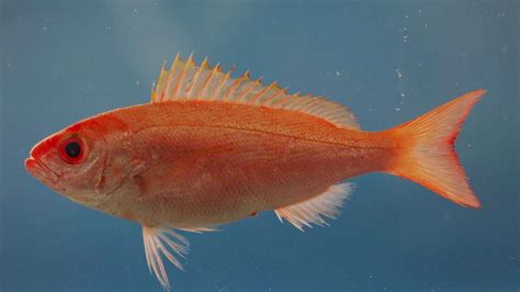 Image result for Snapper Fish Papercraft